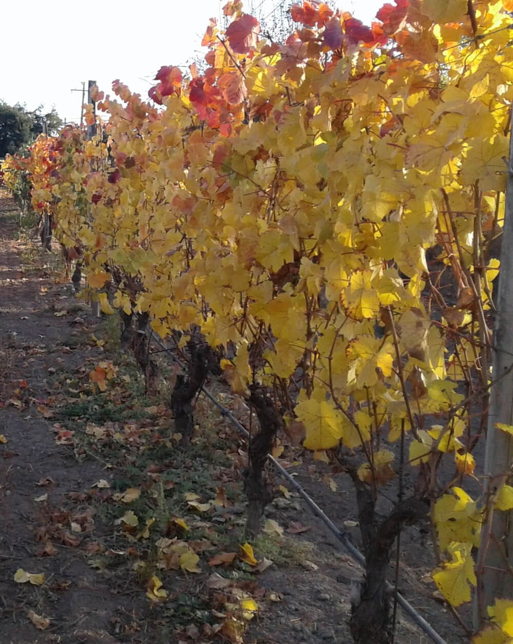 A row of trees with yellow leaves on them.