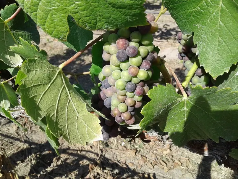 A bunch of grapes that are on the ground.