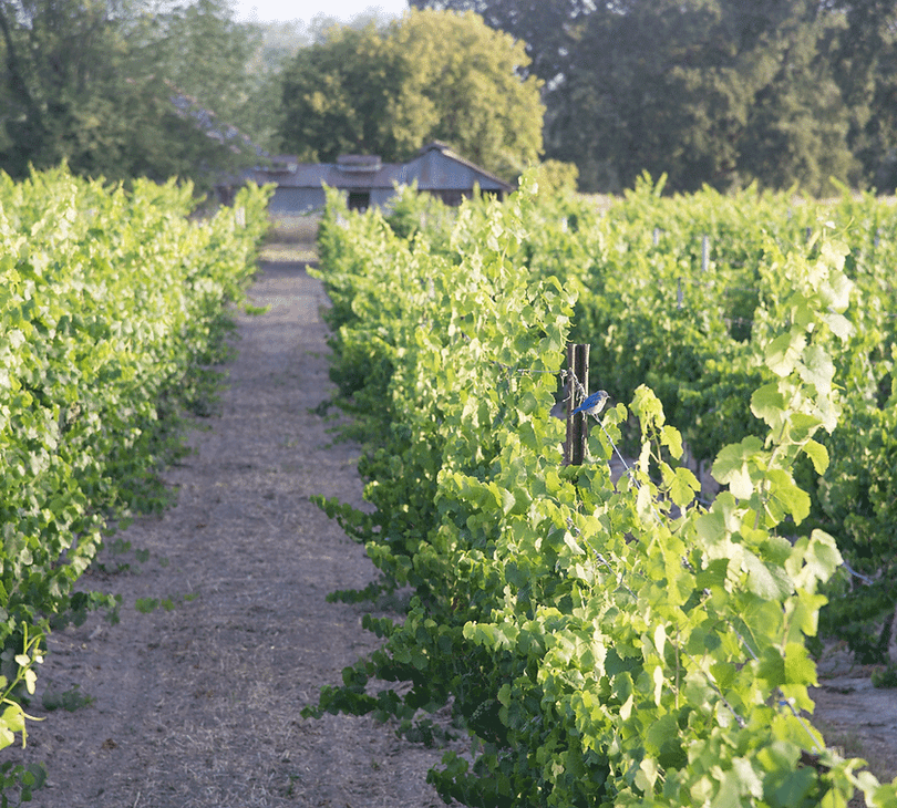 A vineyard with rows of green grapes growing.