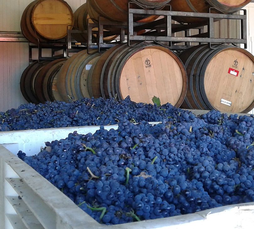 A bunch of grapes that are in some barrels