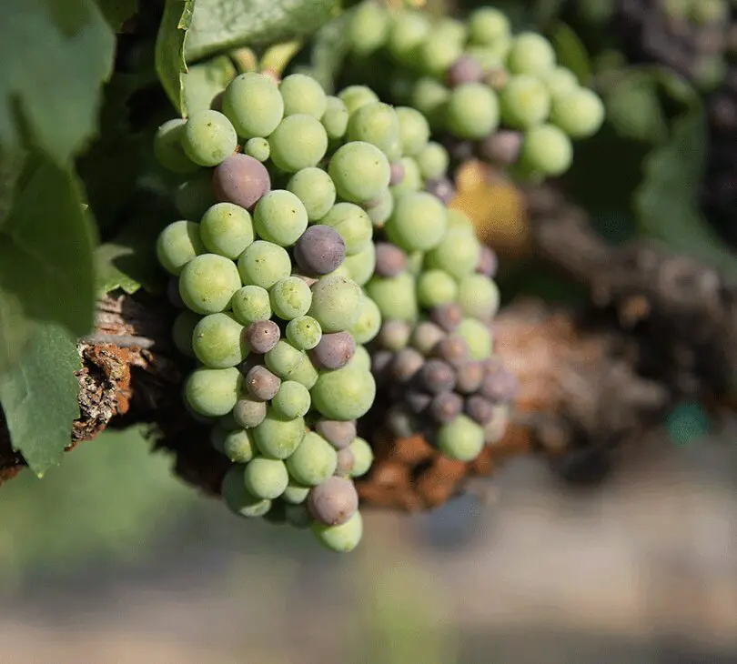 A bunch of grapes hanging from the vine.