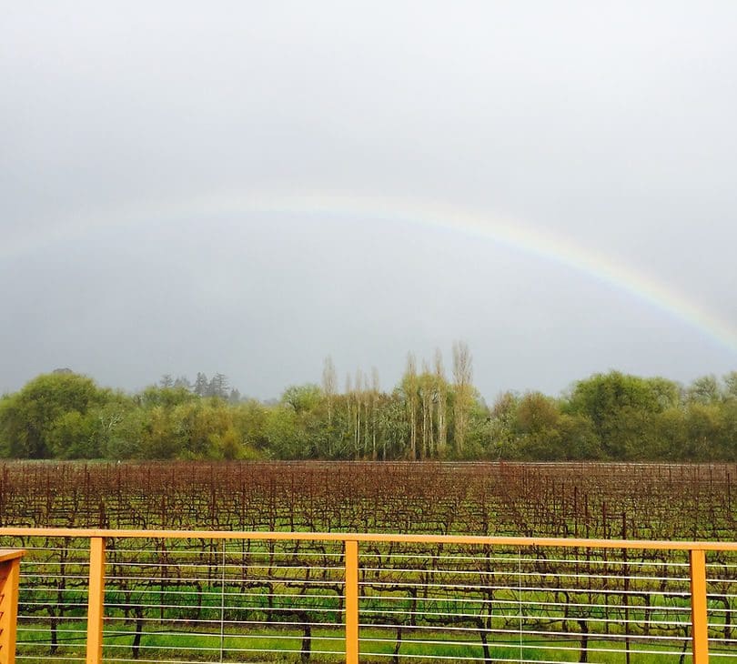 A rainbow over the field and fence of a vineyard.