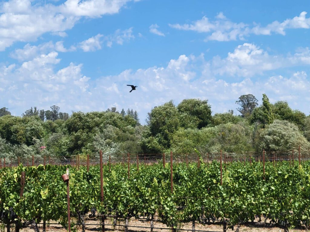 A bird flying over some vines in the middle of a field.