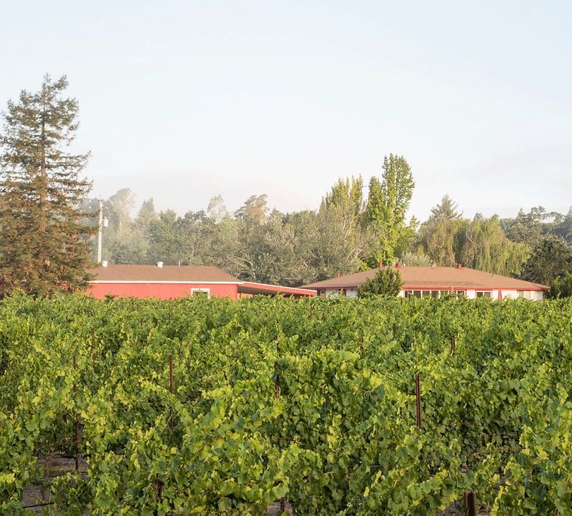 A large field of green grapes in front of a house.