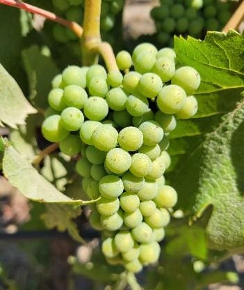 A bunch of green grapes hanging from the vine.