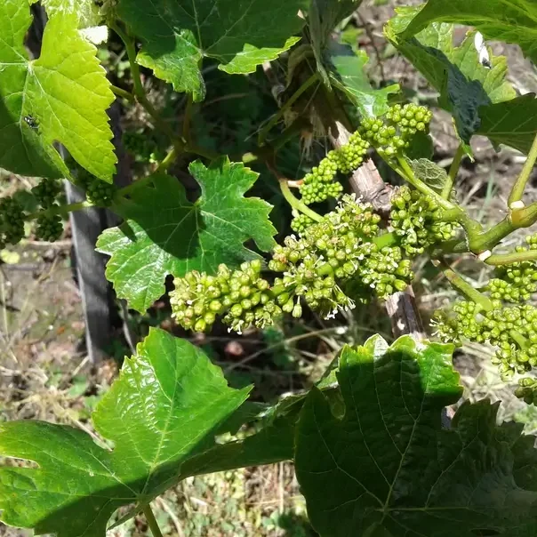 Grape Florets Are Blooming (1)